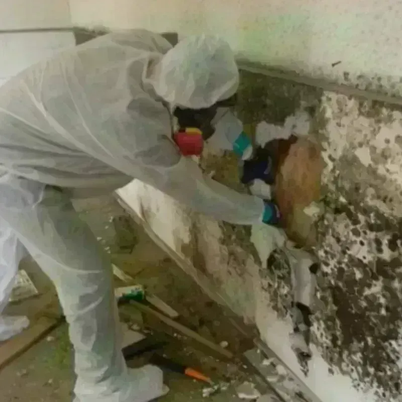 Mold Remediation and Removal in Needles, CA